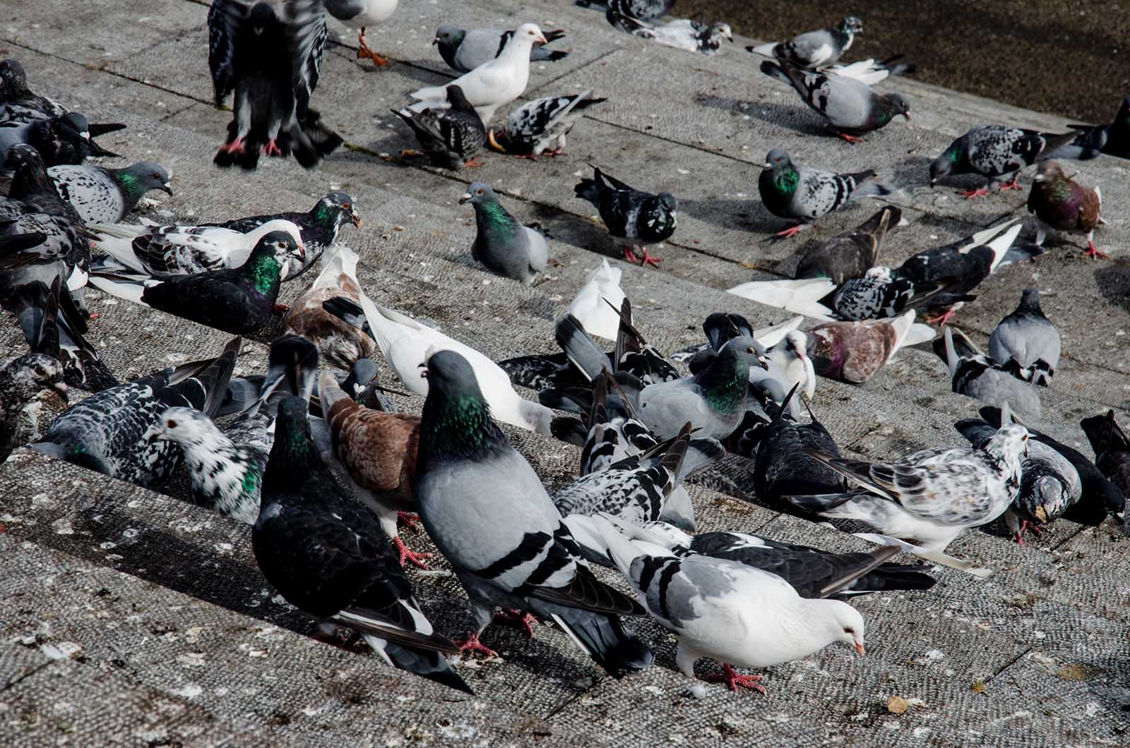 Dépigeonnage Mulhouse