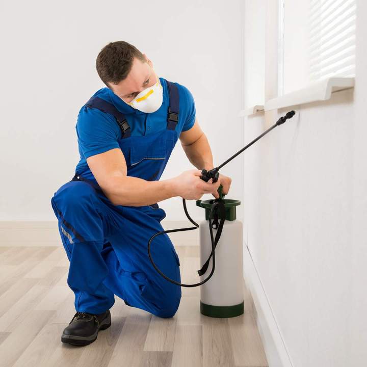 Désinsectisation Mulhouse