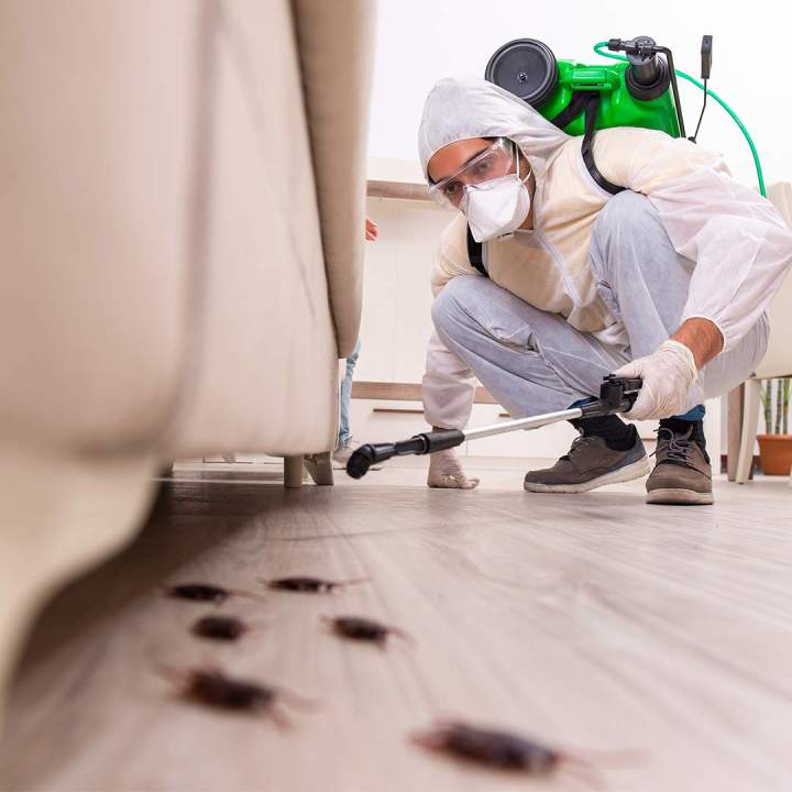 Service desinsectisation Mulhouse