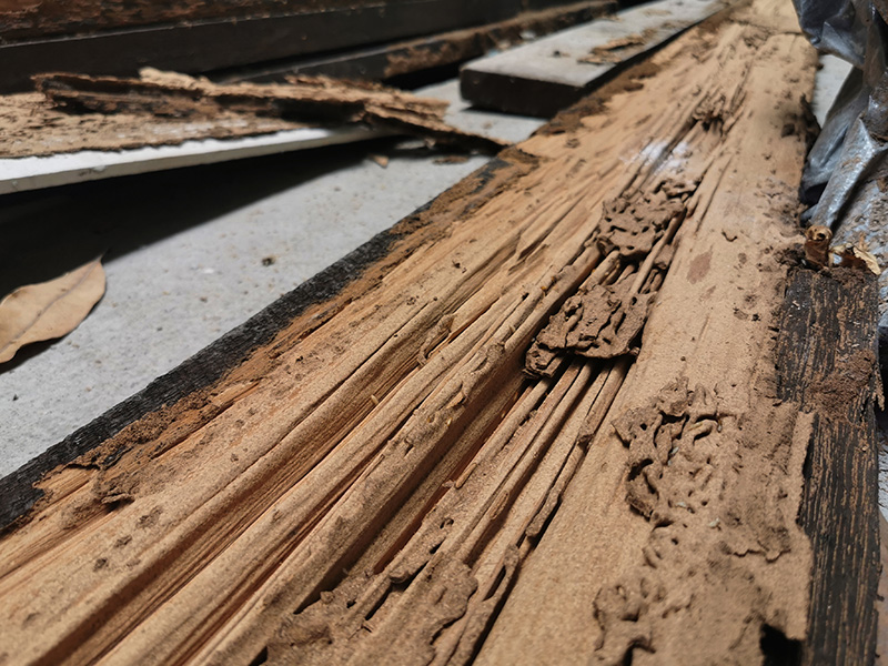 Traitement charpente et termites Mulhouse