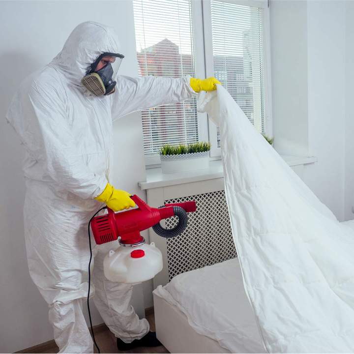 Lutte antiparasitaire Mulhouse
