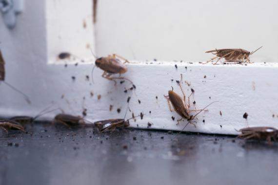 Traitement nuisibles / parasites, Franche-Comté