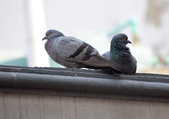 Dépigeonnage, Wittenheim