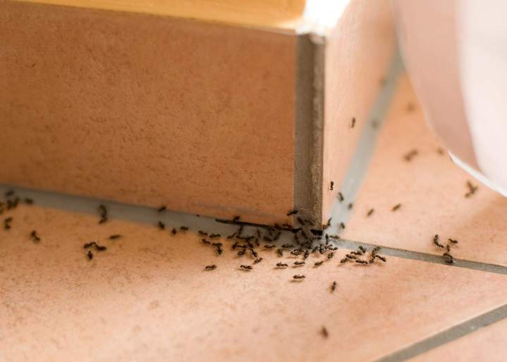 Colonie de fourmis Mulhouse
